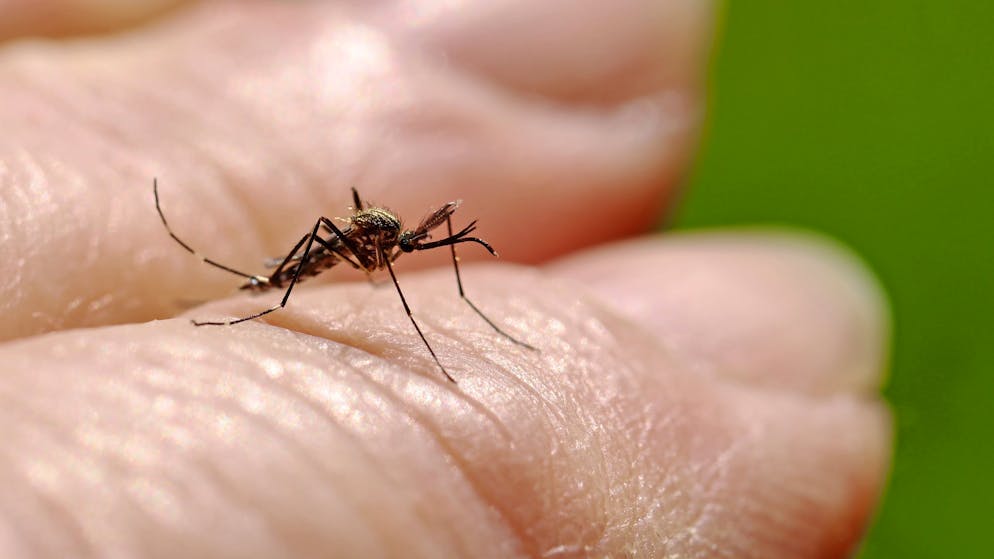 Sensationsfund. In Island wurden erstmals Mücken entdeckt