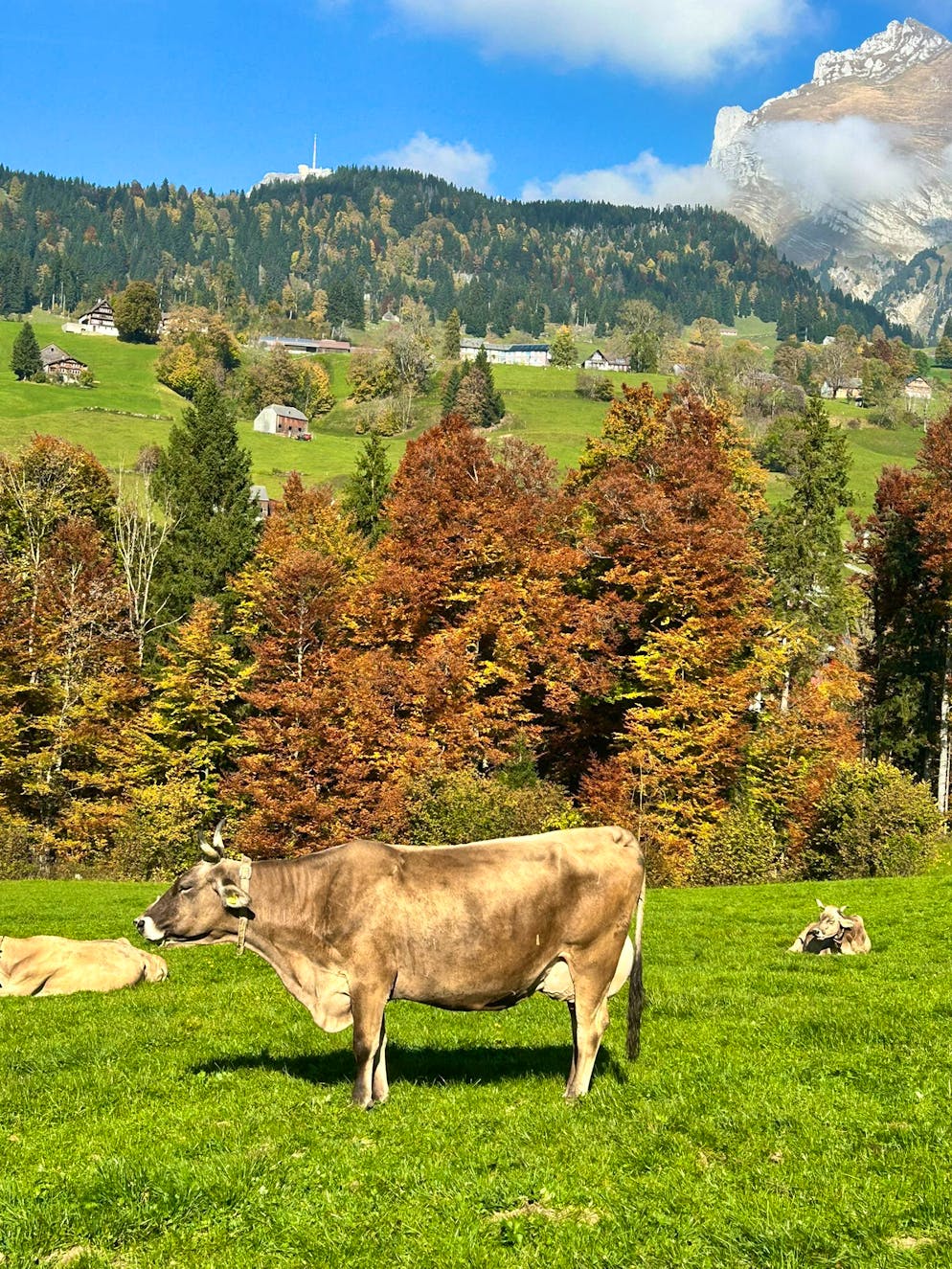Herbstbilder 2025: Das sind die Bilder der blue News Leser*innen. In Wildhaus sonnen sich die Kühe in der Herbstsonne.