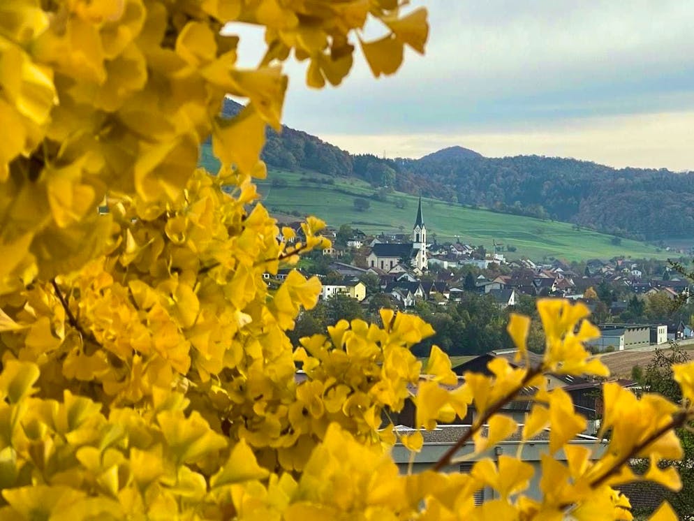 Autumn pictures 2025: These are the pictures of blue News readers. April photographed through a ginkgo tree in the direction of Gansingen.