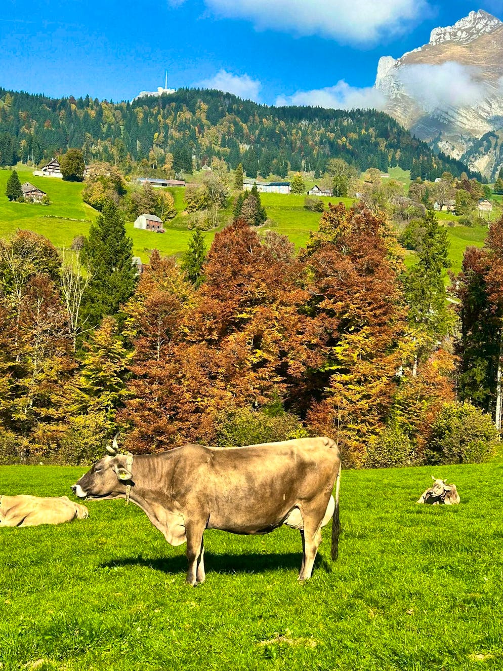 Autumn pictures 2025: These are the pictures of blue News readers. In Wildhaus, the cows bask in the fall sun.