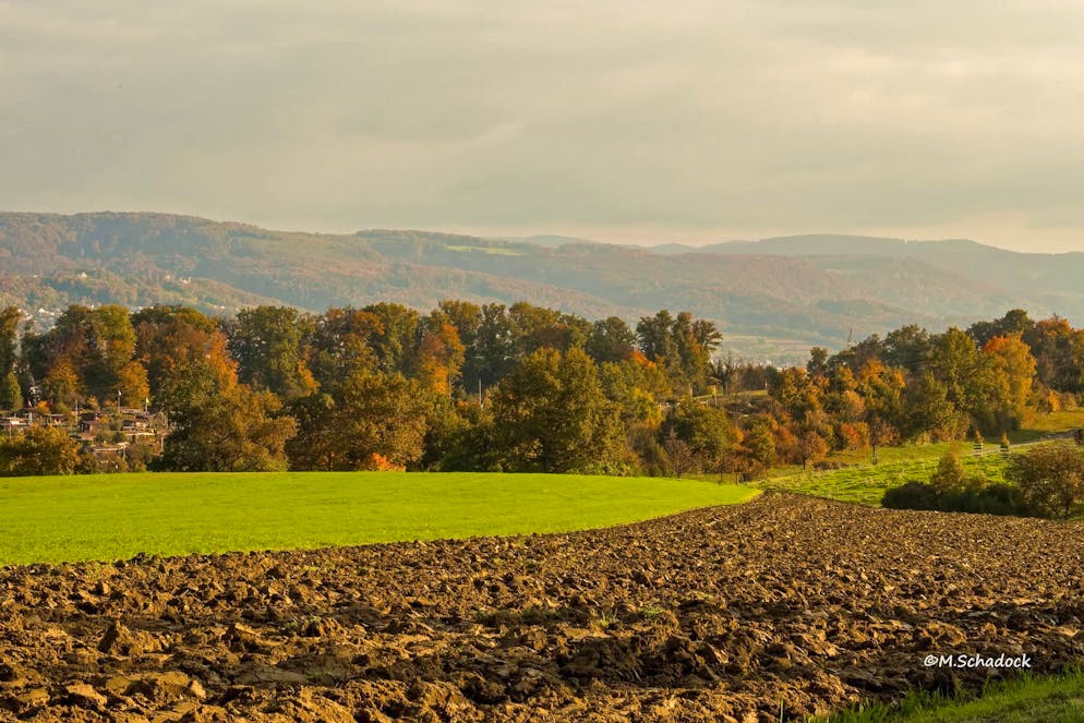 Herbstbilder 2025: Das sind die Bilder der blue News Leser*innen. Auch in der Stadt ist es schön herbstlich. Hier das Bruderholz bei Basel.