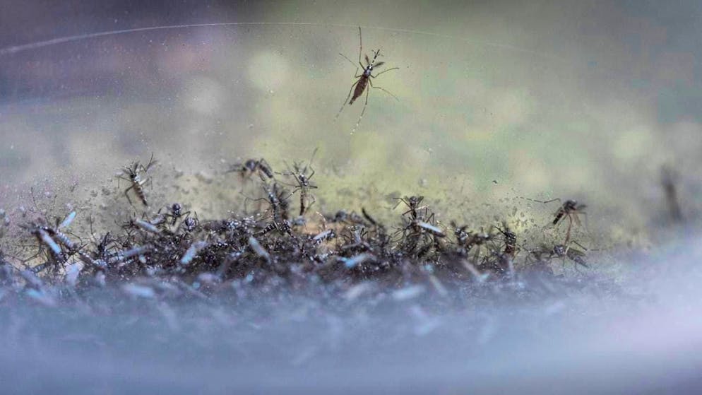 Environment: Mosquitoes discovered in Iceland for the first time | blue News