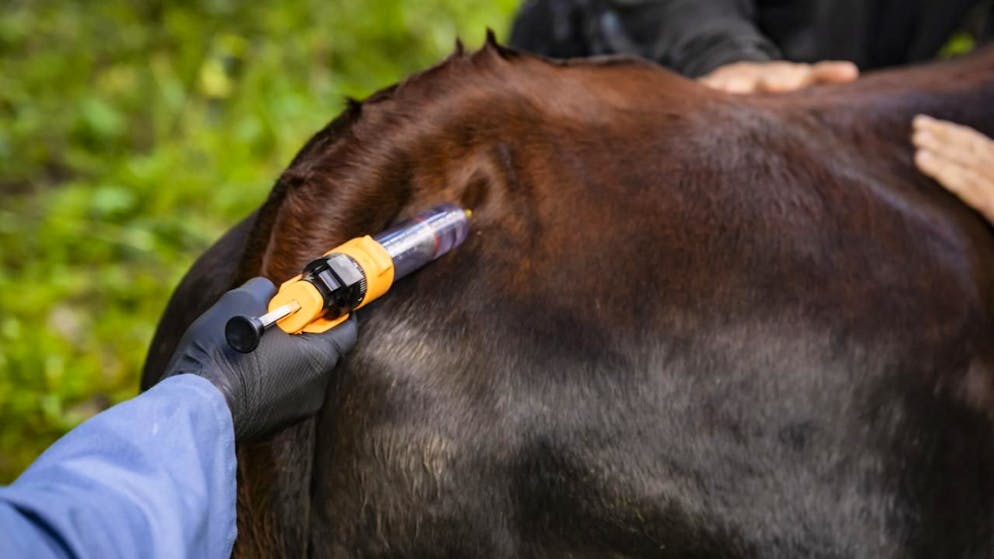 Dermatose bovine. La Savoie et la Haute-Savoie libérées des restrictions