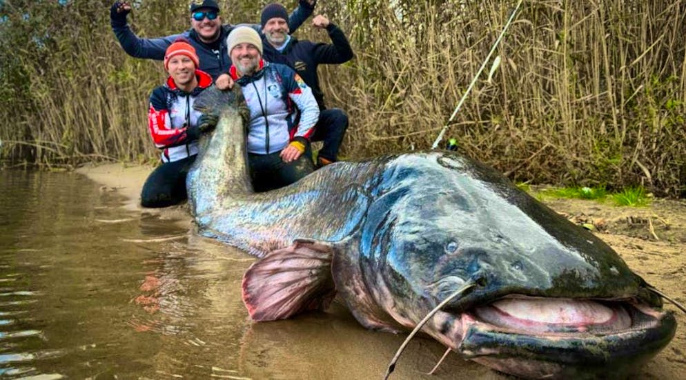 The catfish is almost three meters long. 
