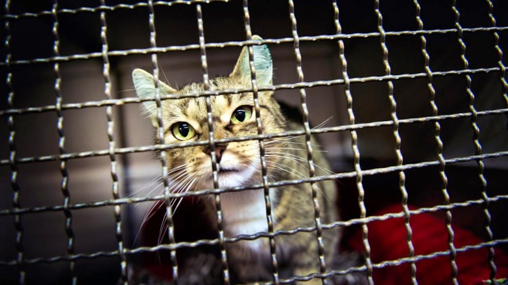 Le nombre de chats recueillis a particulièrement augmenté, atteignant près de 8000 individus (archives).