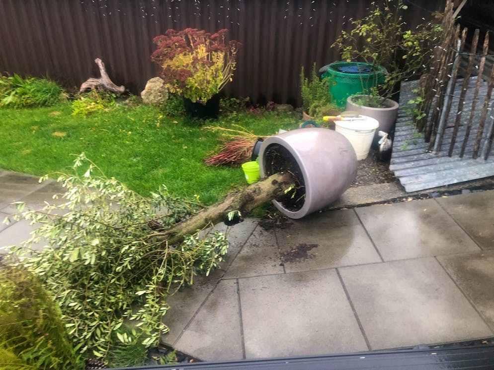 Benjamin. Mehrere Olivenbäume kippten.