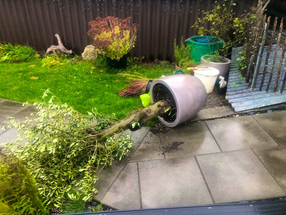 Benjamin. Several olive trees toppled.