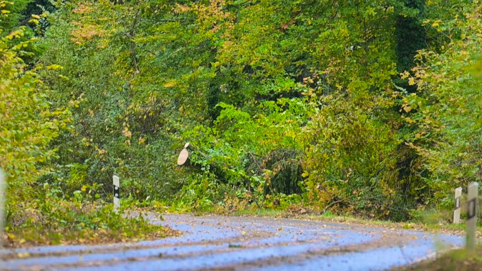 Several trees fell onto the road. 