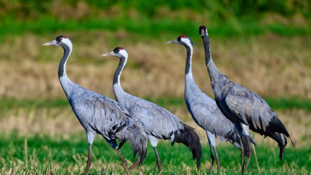 In Germania le gru sono particolarmente colpite dall'aviaria.