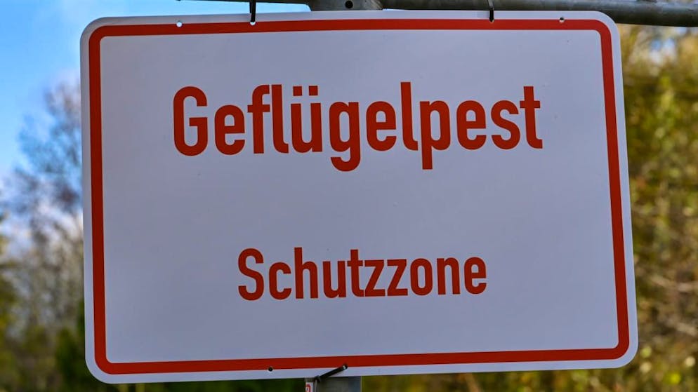 Contrairement à l'Allemagne, la Suisse n'a pas encore été touchée par la grippe aviaire. (photo symbolique)