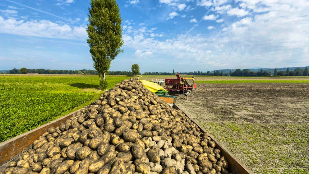 Patate a perdita d'occhio. Dopo anni di carenza, il raccolto del 2025 è abbondante. Invece, ci sarà una carenza nei magazzini (immagine d'archivio).