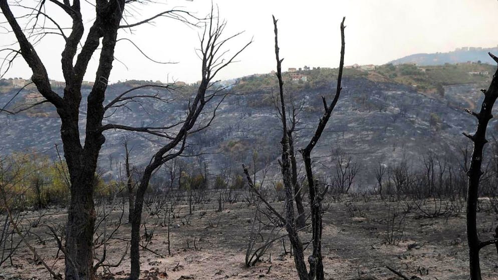 Des dizaines de milliers d'hectares de forêts avaient disparu dans cette région de Tizi Ouzou dans les incendies qui ont ravagé le nord-est algérien entre 2021 et 2023. C'est dans cette région que le million d'arbres a été planté (Archives).