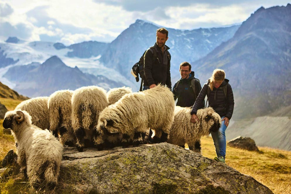 Zermatt: in armonia con la natura. Adorabili "mascotte" del Vallese: le tipiche pecore dal naso nero.