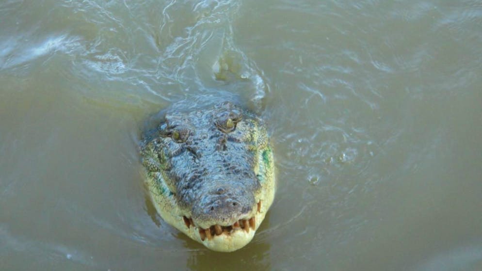 Incident in Australia. Teenager is attacked by crocodile while fishing - and survives