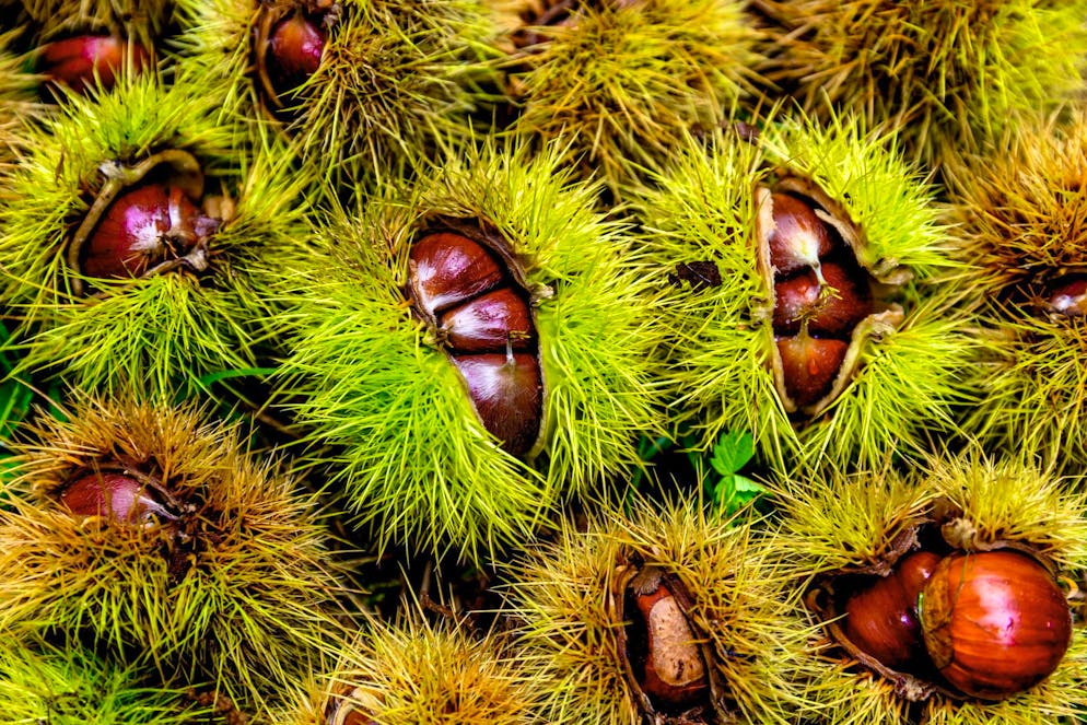 Lugano: rallentare e godersi il Ticino. Le castagne sono parte integrante dell'autunno in Ticino: provatele in un percorso tematico nel Malcantone, ad esempio.
