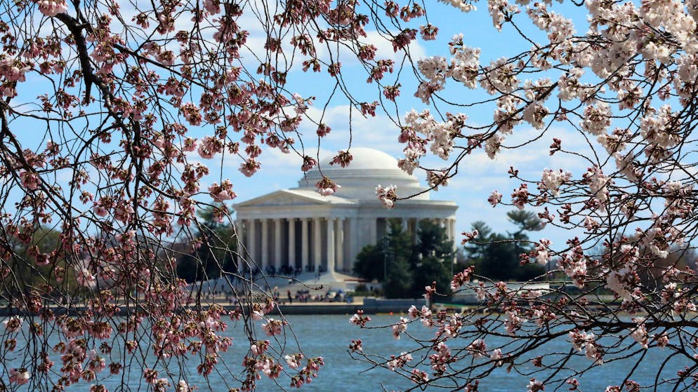 Durch blühende Kirschbäume ist das Thomas-Jefferson-Denkmal in Washington zu sehen. (Archivbild)