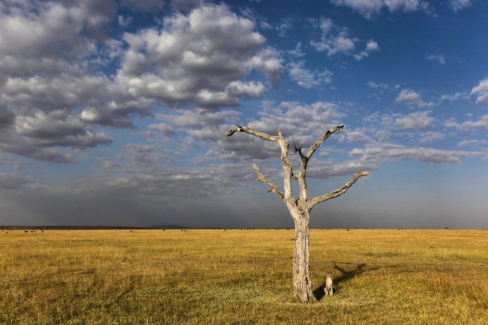 L'appareil faisait route vers Kichwa Tembo, une piste d'atterrissage privée située dans le parc national du Masaï Mara, depuis la station balnéaire touristique de Diani, lorsqu'il s'est écrasé vers 5h30 (2h30 GMT). (Archives)