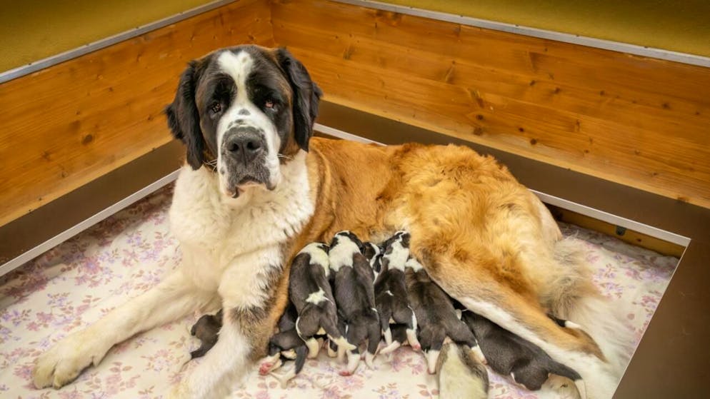 La chienne Plume avec ses chiots, nés le 19 octobre à Martigny (VS). (Image de la Fondation Barry)
