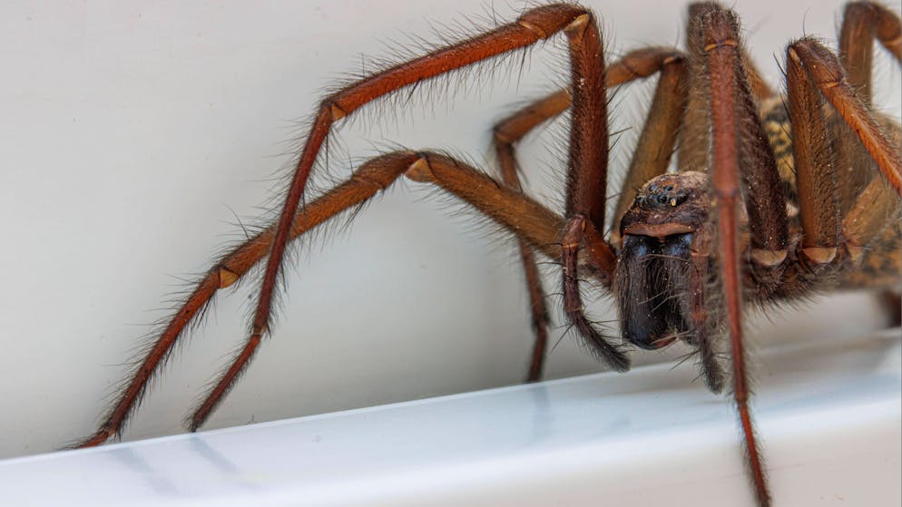 Nach Aussage bei «WWM?». Essen wir wirklich «zigtausend Spinnen im Schlaf»?