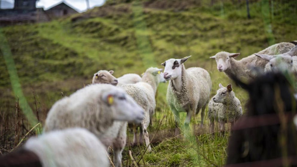 Fino alla fine di settembre nel Canton Grigioni il lupo ha predato 186 fra capre e pecore e tre bovini. (immagine simbolica)