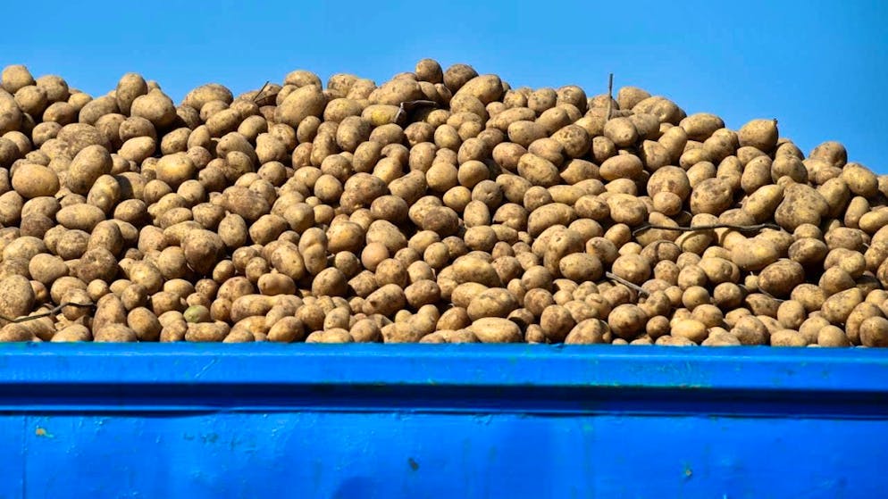 Record harvest in sight: things are currently going well for Belgian potato farmers. (symbolic image)