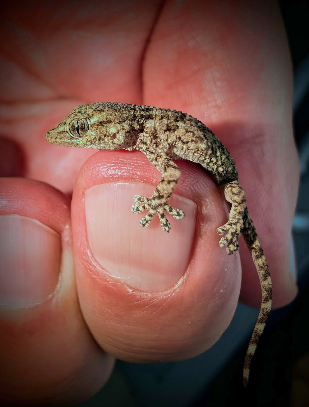 Frau in Polen findet Gecko in Rucola-Packung - Gallery. Diesen Gecko fand eine Frau aus Polen in einer Packung Rucola-Salat aus dem Supermarkt.