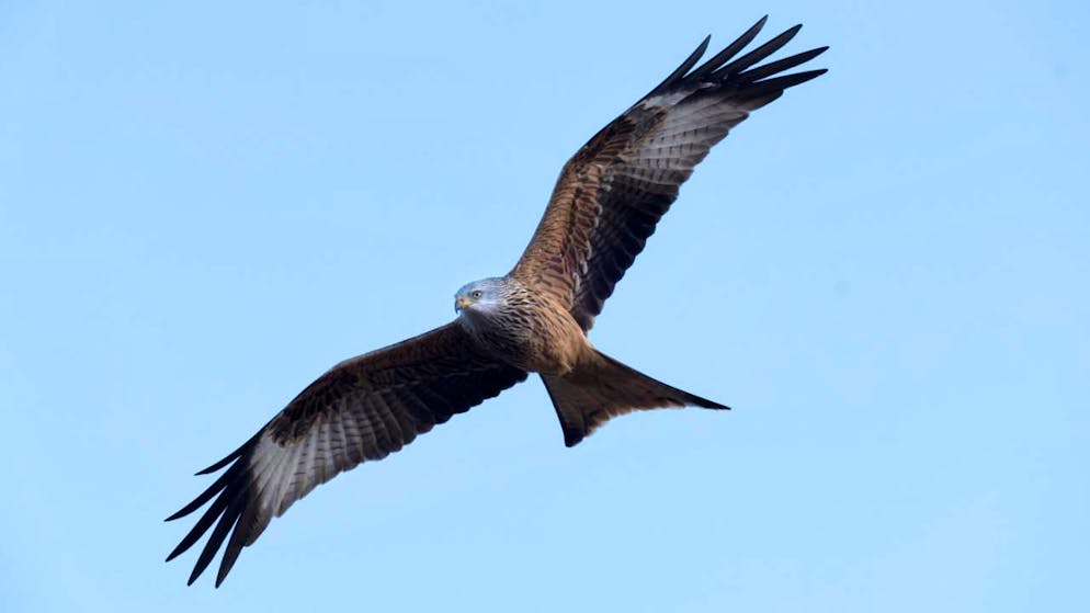 Wo die flugtechnischen Verhältnisse für Rotmilane besonders gut sind, sind oft auch ideale Standorte für Windkraftanlagen. (Symbolbild)