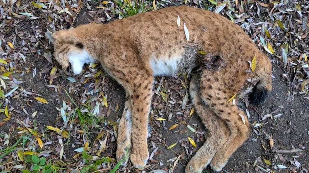 Ein Wildhüter fand das tote Luchsweibchen am 17. Oktober. Unbekannte hatten ihm Wochen zuvor Schussverletzungen zugefügt.