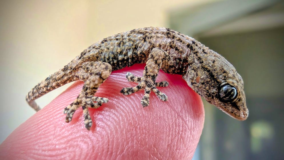 «Mr. Bean» wird in Polen zum Star. Frau kauft Rucola-Packung im Supermarkt – und findet darin Gecko