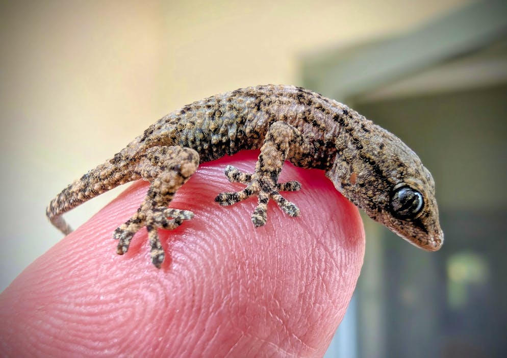 Frau in Polen findet Gecko in Rucola-Packung - Gallery. Diesen Gecko fand eine Frau aus Polen in einer Packung Rucola-Salat aus dem Supermarkt.