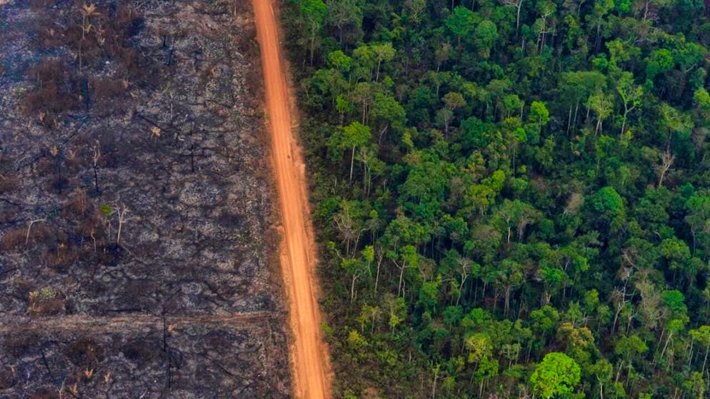 The signs of life examined include aspects such as CO2 emissions, consumption of coal, oil and gas, sea temperatures and forest loss due to fires. (archive image)