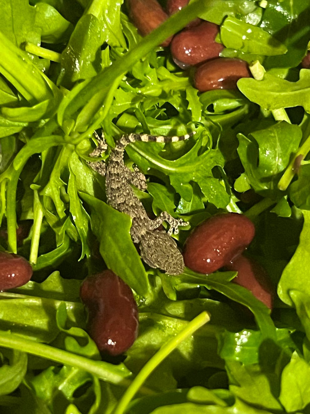 Frau in Polen findet Gecko in Rucola-Packung - Gallery. Es handelt sich um einen jungen Mauergecko.