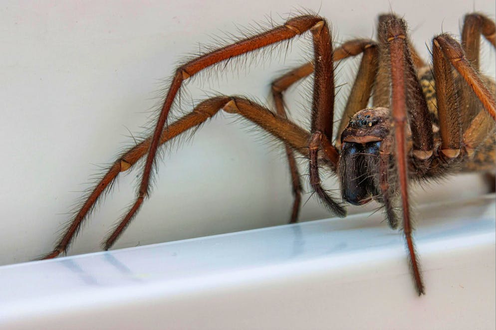 Primo piano di un ragno domestico (immagine simbolica).