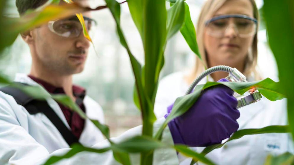 Syngenta è particolarmente attiva nei prodotti fitosanitari.