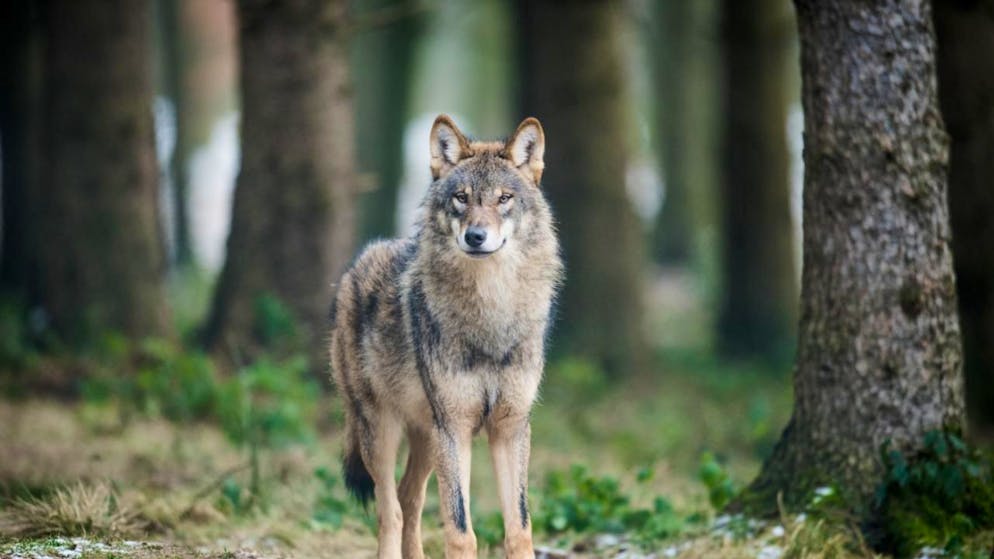 Die neuste Rissbilanz zeigt einen leichten Rückgang in der Schweiz, trotz wachsender Wolfspopulation. Umweltverbände sehen darin einen funktionierenden Herdenschutz. (Archivbild)