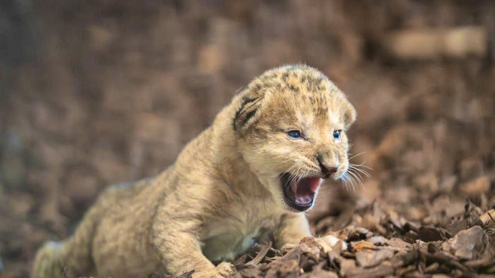 Dead after just four weeks: the lion cub born at Walter Zoo in Gossau, St. Gallen, at the beginning of October. (archive picture)
