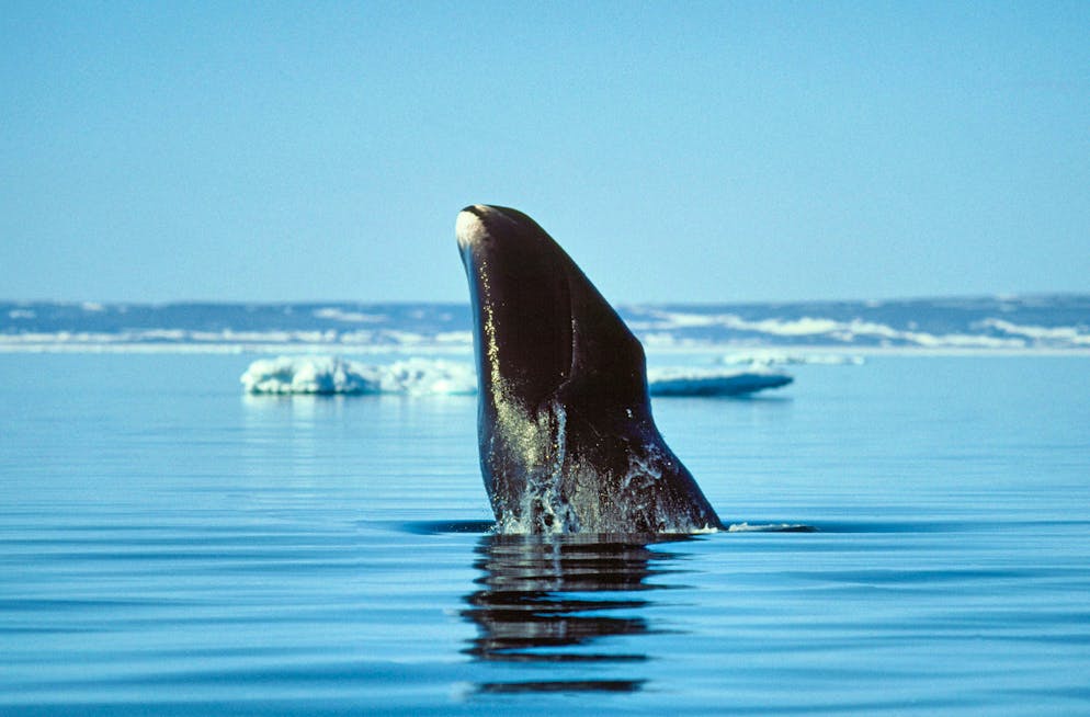 A bowhead whale in the Arctic Ocean: the species can live longer than any other mammal.