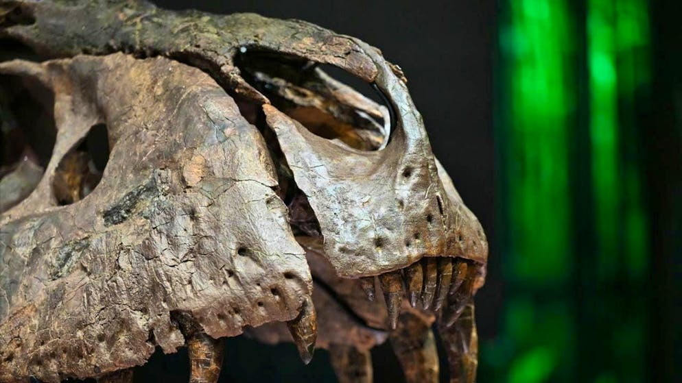 A long debate has been resolved: according to researchers, a small dinosaur was not a juvenile T-rex, but a different species. (symbolic image)