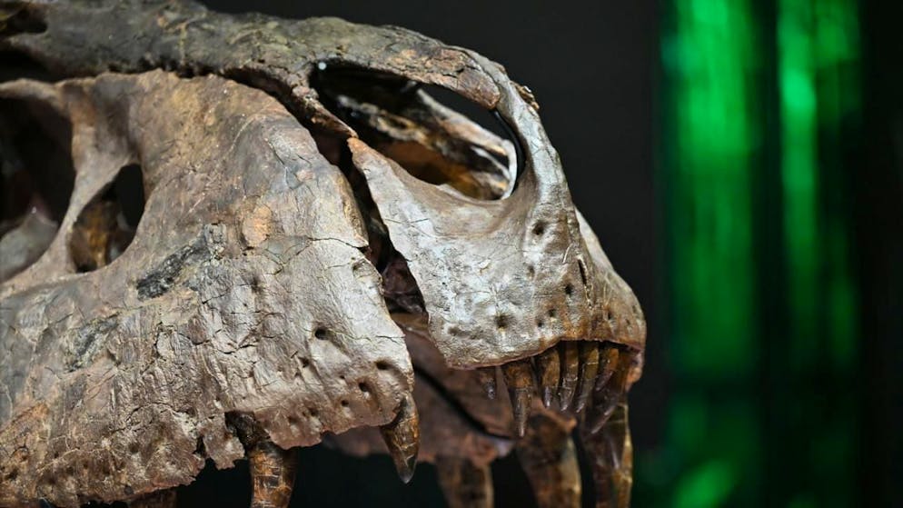 Eine lange Debatte ist aufgeklärt: Ein kleiner Dinosaurier war laut Forschenden kein jugendlicher T-Rex, sondern bildet eine andere Art. (Symbolbild)