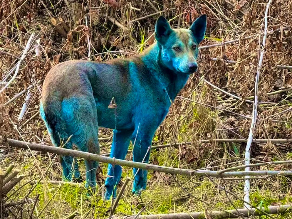 For days, several media reported on alleged blue dogs in the radioactively contaminated zone of Chernobyl.