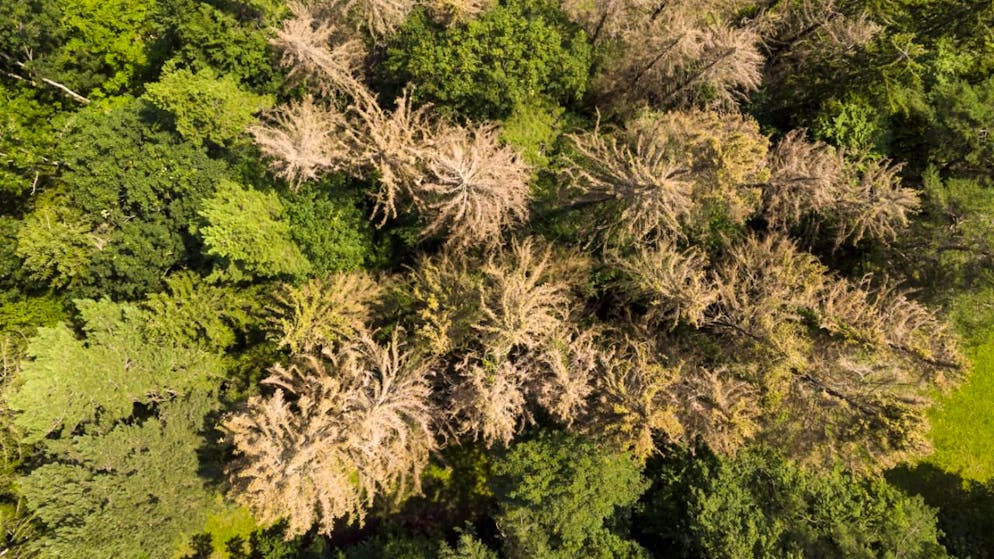 Borkenkäfer machen Wälder kaputt. Ihren schlechten Ruf haben sie trotzdem nicht verdient, finden Forschende. Denn für Spechte ist das gut. (Archivbild)