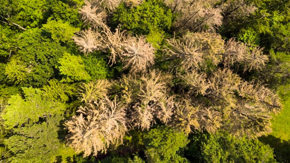 Bark beetles destroy forests. However, researchers believe that they do not deserve their bad reputation. Because it's good for woodpeckers. (archive picture)