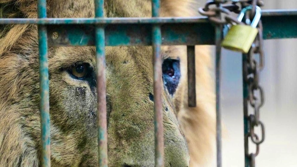 On Tuesday, the operators announced the permanent closure of the private zoo and the killing of the big cats. (archive picture)