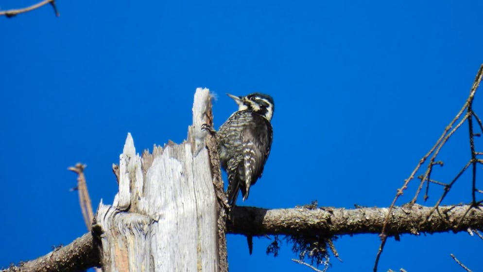 Un esemplare di picchio tridattilo, intento a scavare nel legno morto.