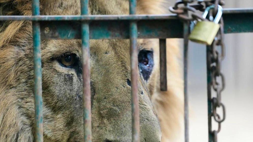 Die Betreiber kündigten am Dienstag die endgültige Schliessung des Privatzoos und die Tötung der Raubkatzen an. (Archivbild)