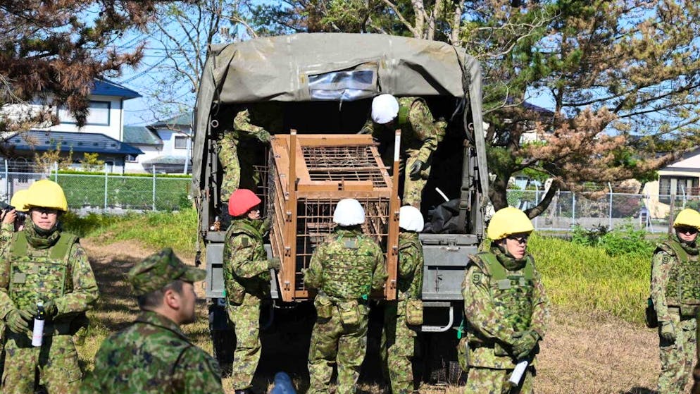 Il Giappone si attrezza per risolvere il problema degli orsi.
