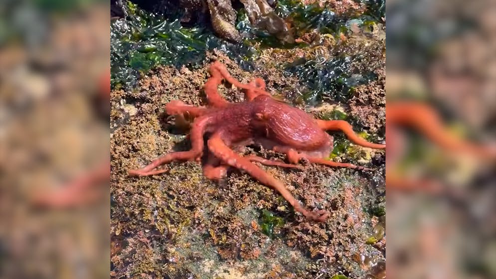 Marine biologists are amazed. This cheeky octopus just goes ashore - as if it were the most normal thing in the world