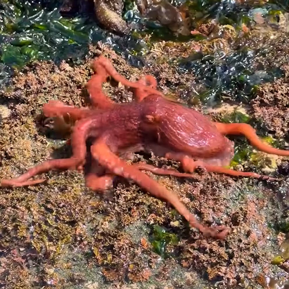 Meeresbiologen staunen. Diese freche Krake macht einfach Landgang – als wär’s das Normalste der Welt