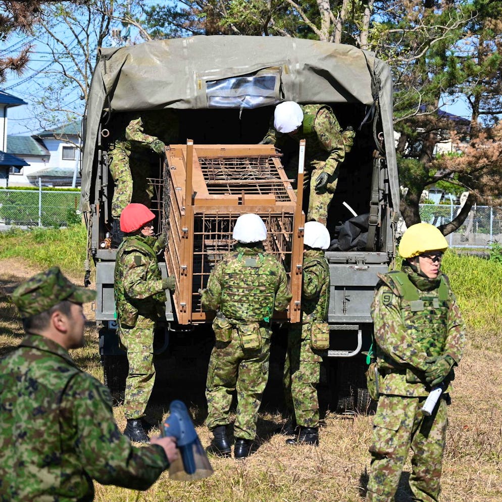 «Jeden Tag dringen Bären in Wohngebiete ein». Japan schickt Soldaten zum Schutz vor Bärenattacken