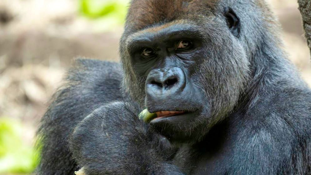 Der 13-jährige Silberrücken Yeba ist der neue Anführer der Gorilla-Gruppe im Zoo Basel.
